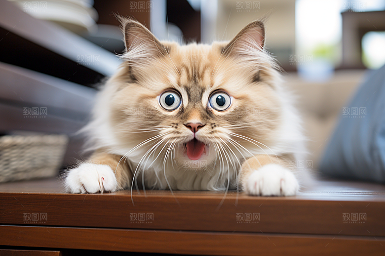 布偶猫自然家居摄影图
