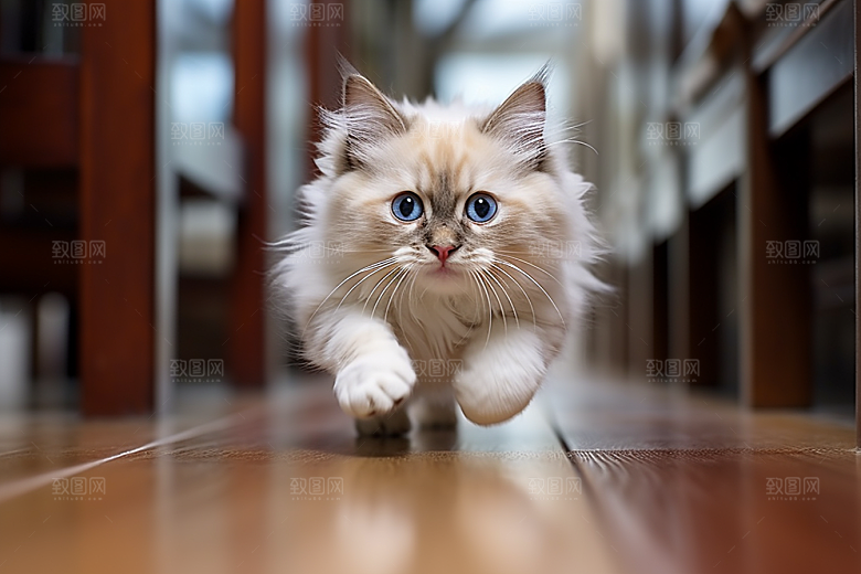 布偶猫宠物养宠摄影图