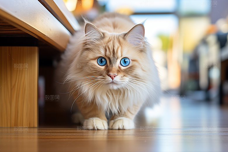 布偶猫高清家居摄影图
