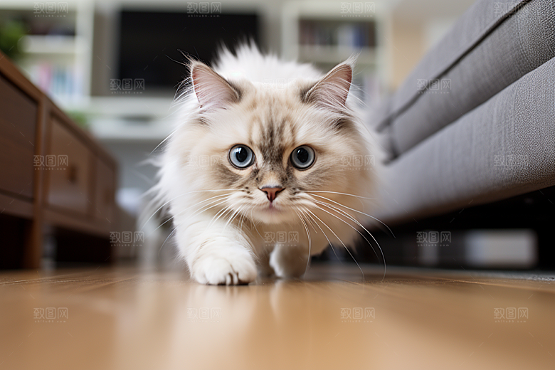 布偶猫高清长毛猫摄影图
