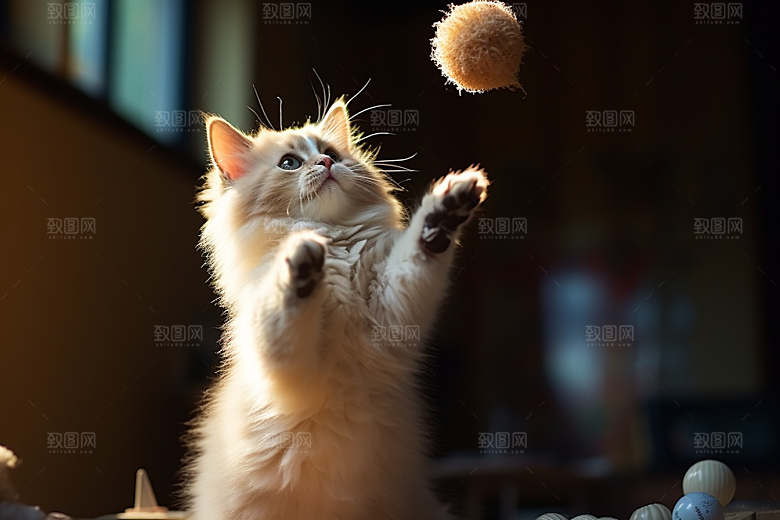 布偶猫清新养宠摄影图