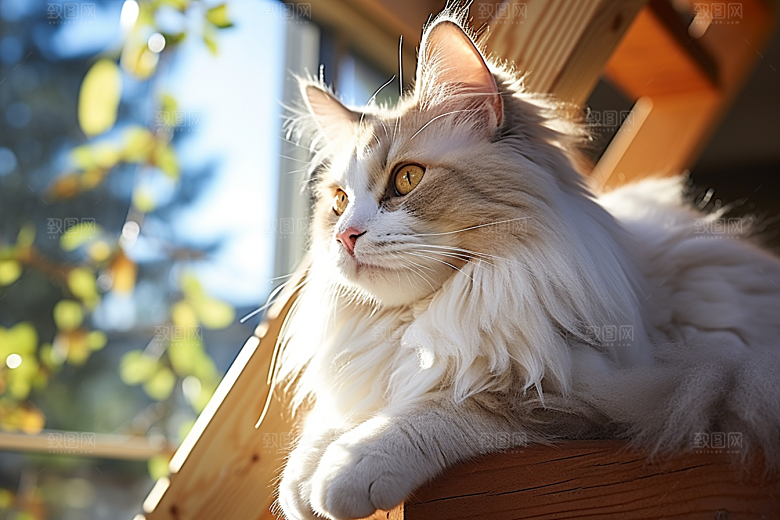 布偶猫高清仙女猫摄影图