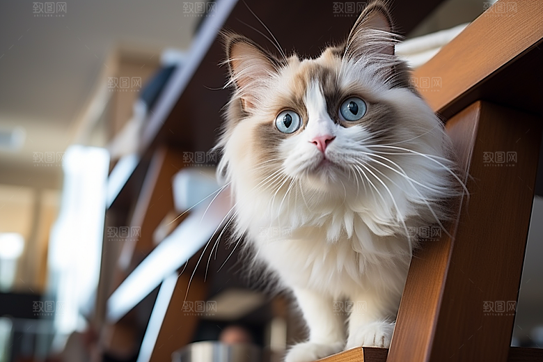 布偶猫养宠生活摄影图