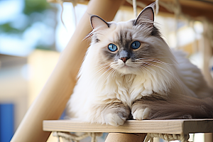 布偶猫生活自然摄影图