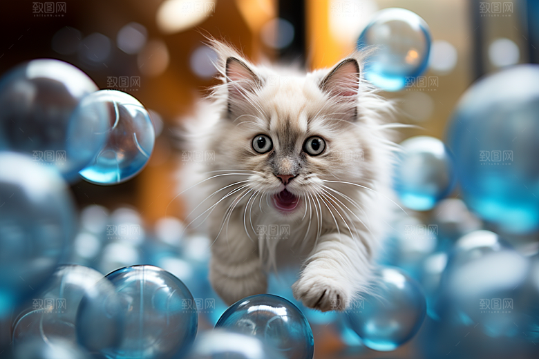 布偶猫养宠生活摄影图