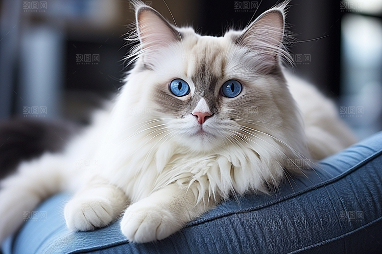 布偶猫家居长毛猫摄影图