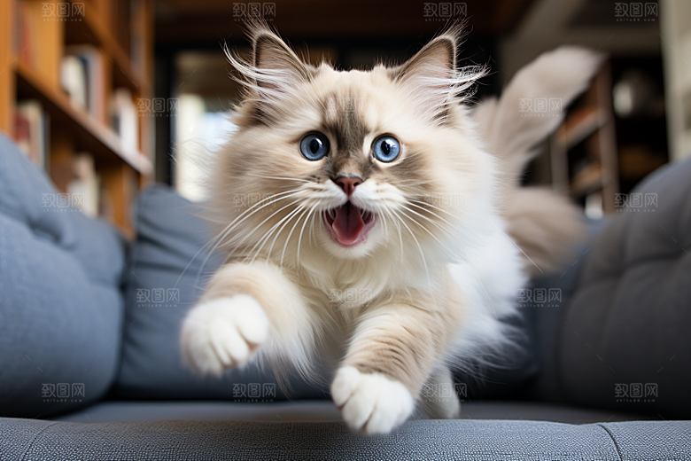 布偶猫生活自然摄影图