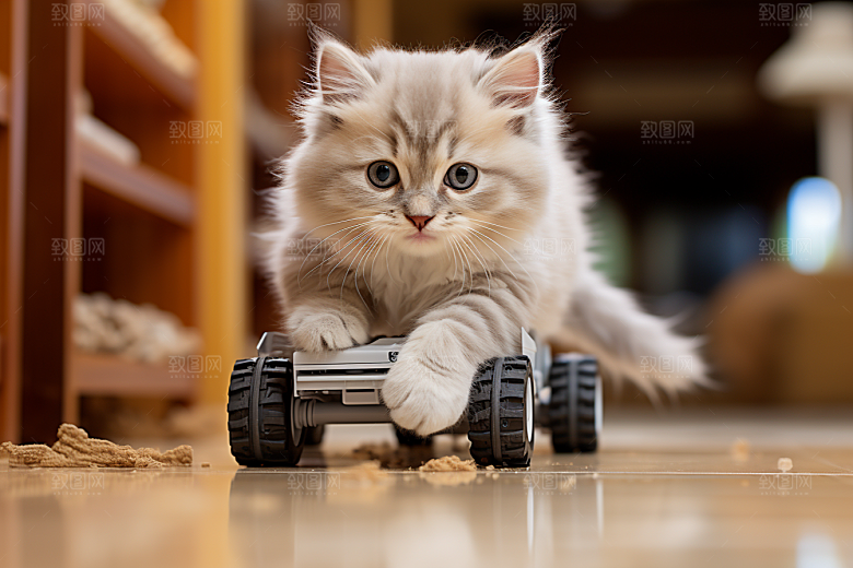 布偶猫养宠高清摄影图