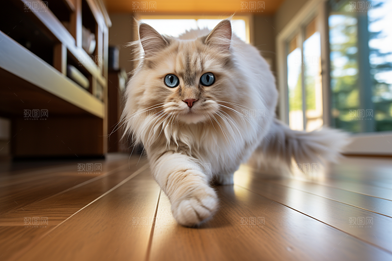 布偶猫仙女猫清新摄影图