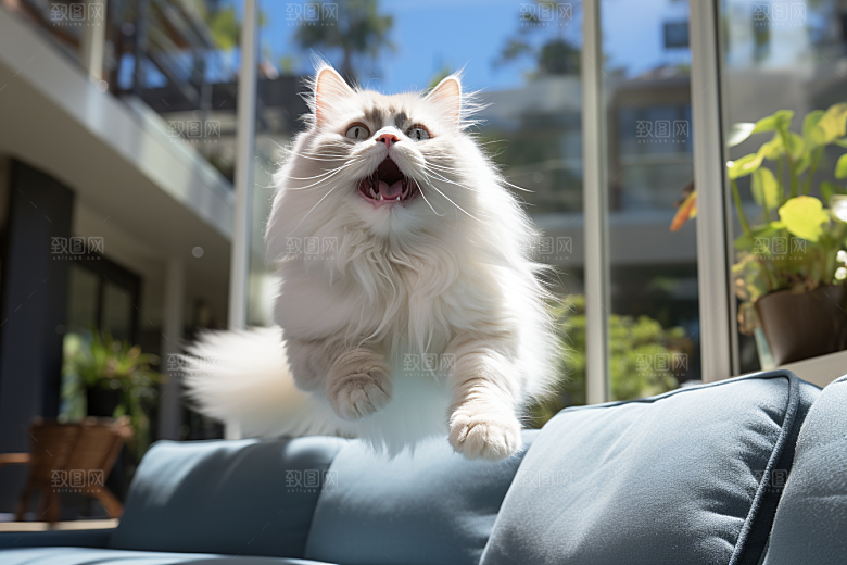 布偶猫养宠宠物摄影图