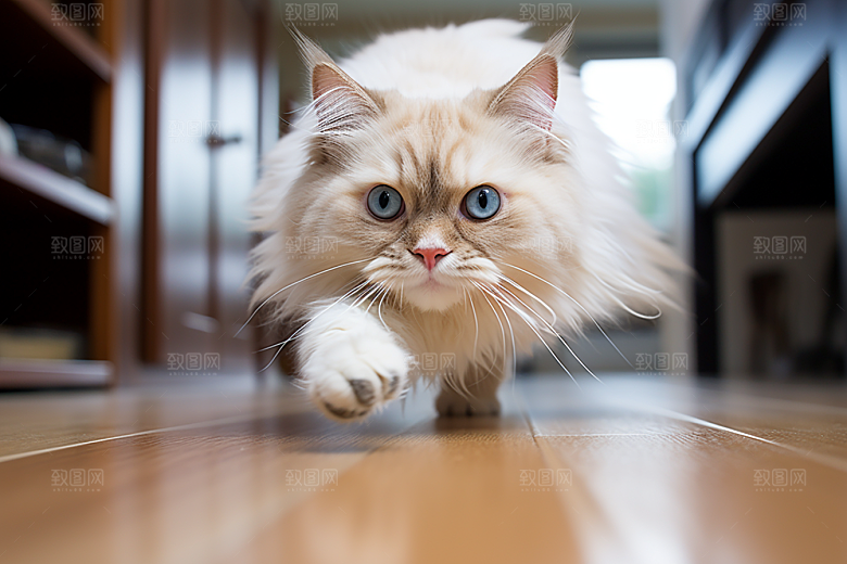 布偶猫自然家居摄影图