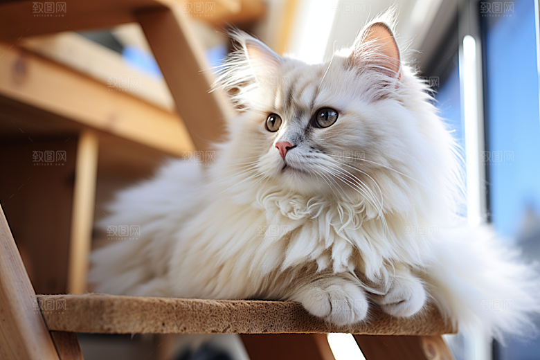 布偶猫生活宠物摄影图