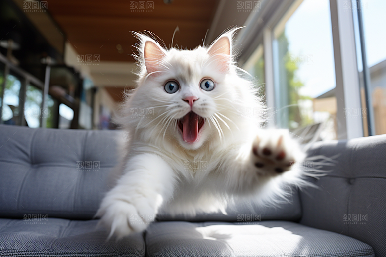 布偶猫养宠可爱摄影图