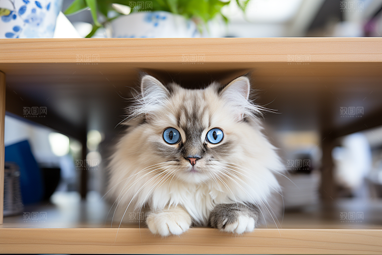 布偶猫生活仙女猫摄影图