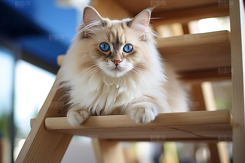 布偶猫宠物仙女猫摄影图