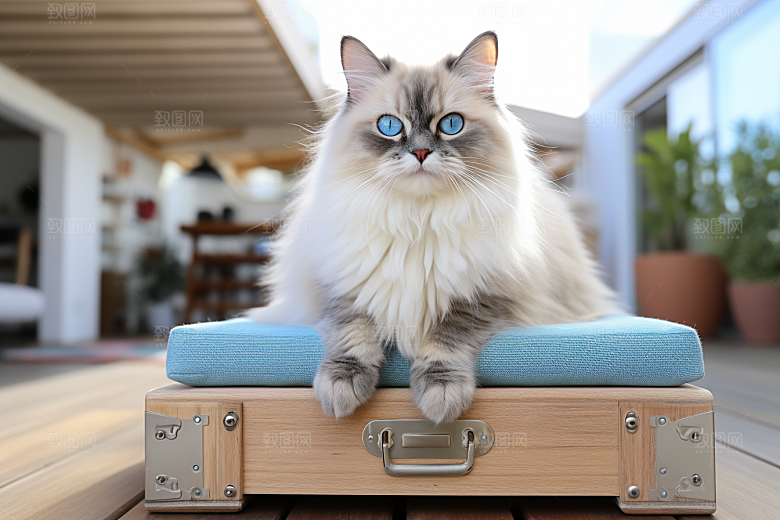 布偶猫宠物仙女猫摄影图