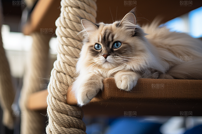 布偶猫自然仙女猫摄影图