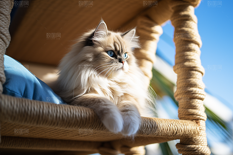 布偶猫清新自然摄影图
