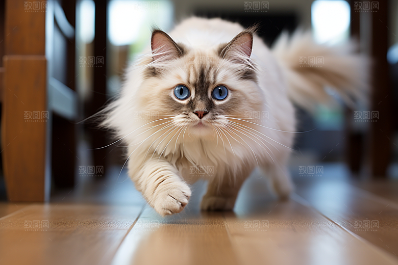 布偶猫可爱自然摄影图