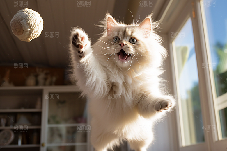布偶猫可爱养宠摄影图
