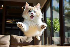 布偶猫清新家居摄影图