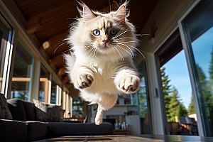 布偶猫长毛猫自然摄影图