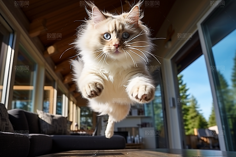 布偶猫长毛猫自然摄影图