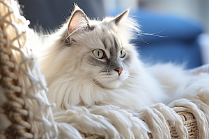 布偶猫高清长毛猫摄影图
