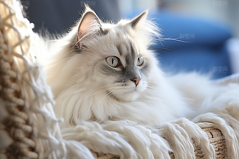 布偶猫高清长毛猫摄影图