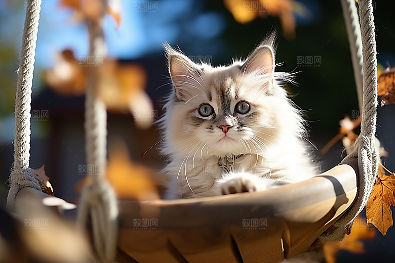 布偶猫自然宠物摄影图