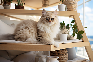 布偶猫宠物生活摄影图