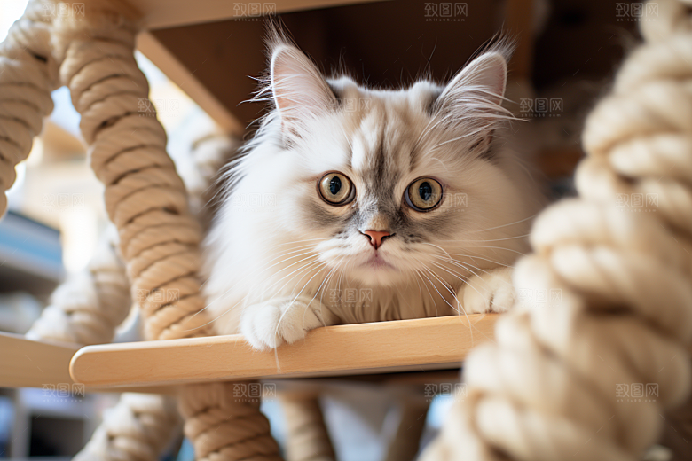 布偶猫可爱生活摄影图