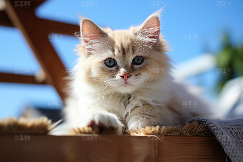 布偶猫仙女猫自然摄影图