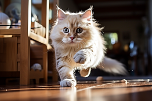 布偶猫仙女猫清新摄影图
