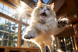 布偶猫高清长毛猫摄影图