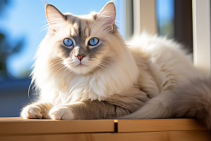 布偶猫高清自然摄影图