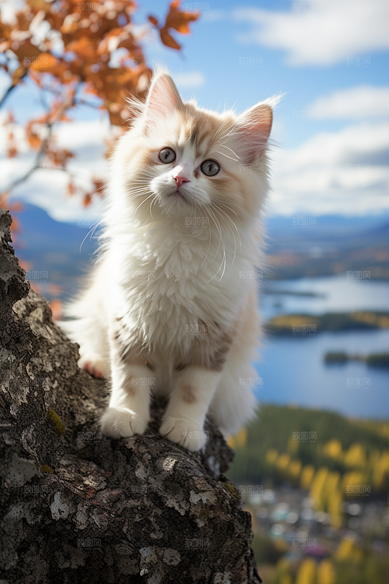布偶猫养宠宠物摄影图