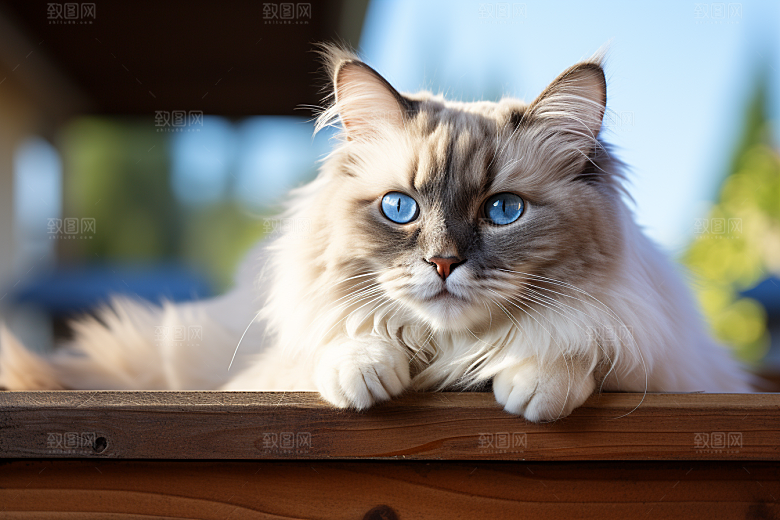 布偶猫长毛猫高清摄影图