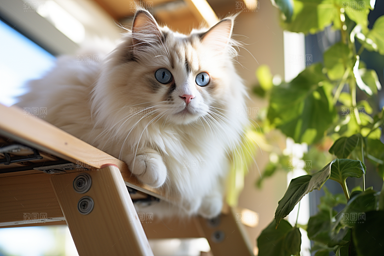布偶猫可爱生活摄影图