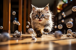 布偶猫可爱清新摄影图