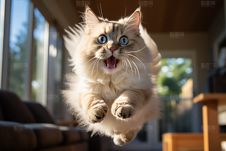 布偶猫养宠宠物摄影图