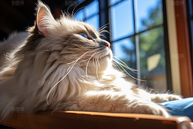 布偶猫生活仙女猫摄影图