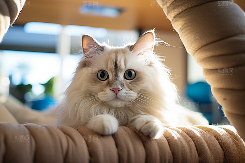 布偶猫宠物清新摄影图