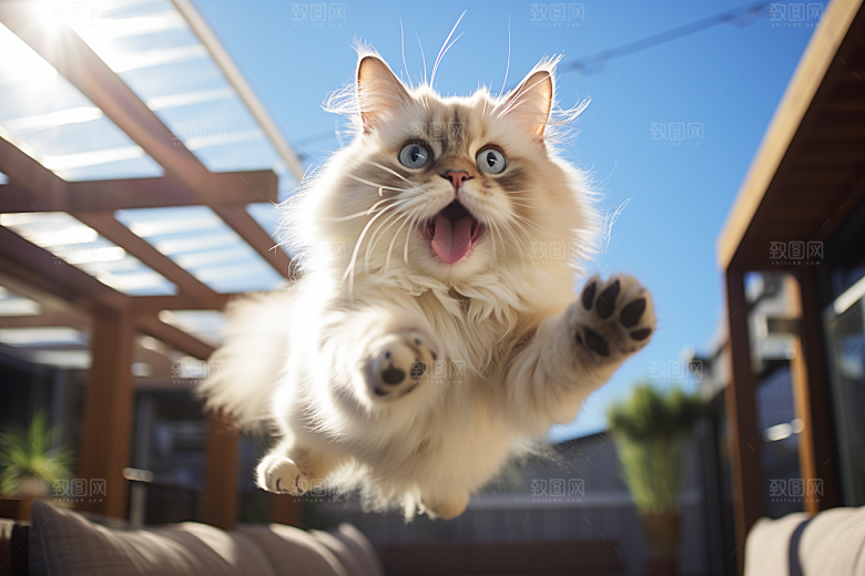 布偶猫宠物家居摄影图