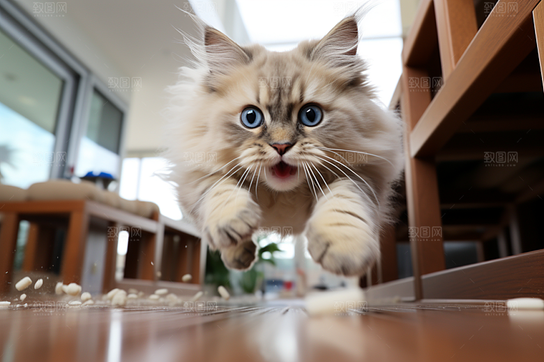 布偶猫养宠清新摄影图