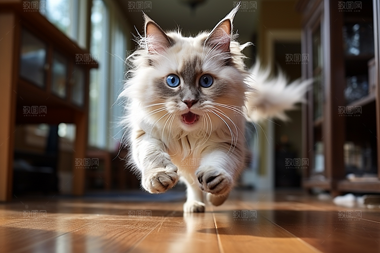 布偶猫养宠家居摄影图