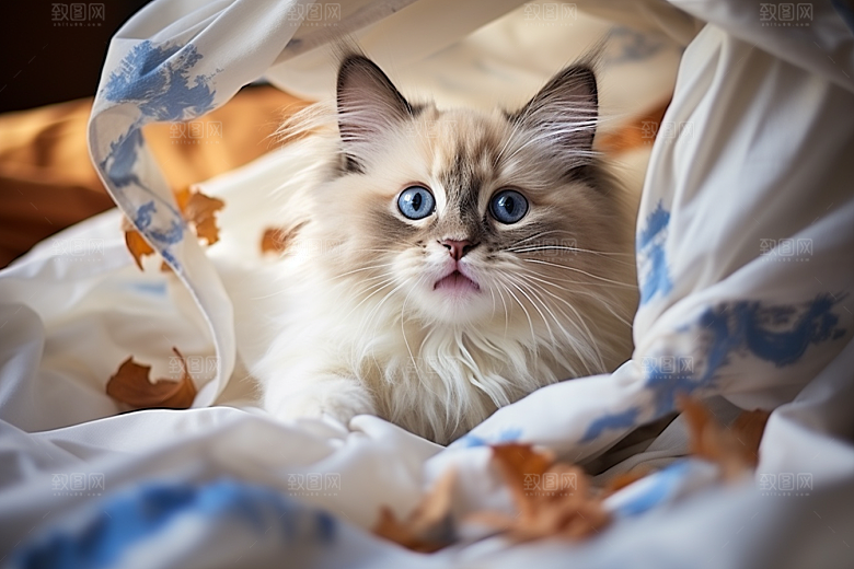 布偶猫可爱仙女猫摄影图