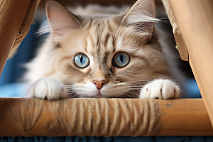 布偶猫仙女猫可爱摄影图