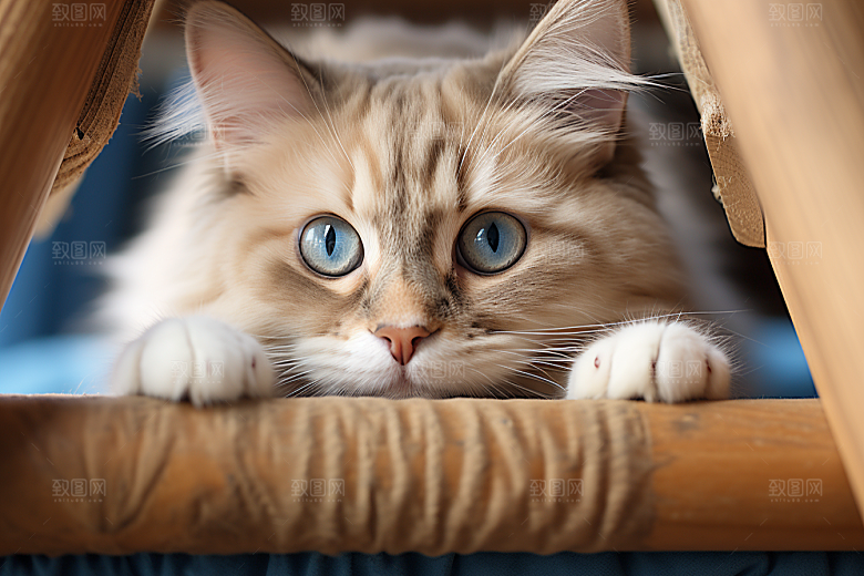 布偶猫仙女猫可爱摄影图