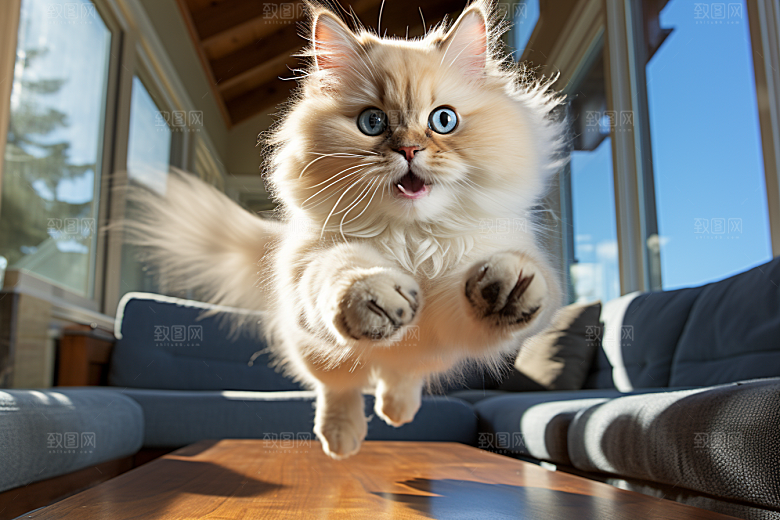 布偶猫可爱长毛猫摄影图